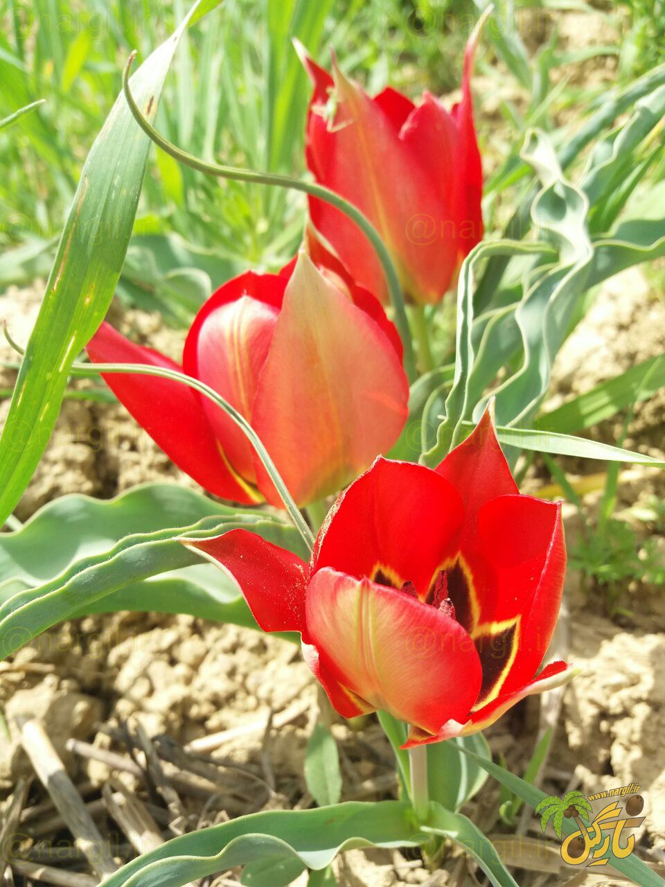 لاله آتشین - گیاهان بومی ایران